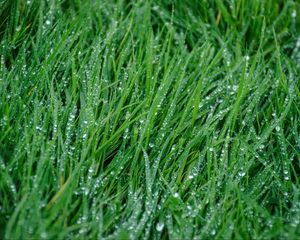 Preview wallpaper grass, rain, drops, macro