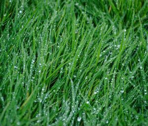 Preview wallpaper grass, rain, drops, macro