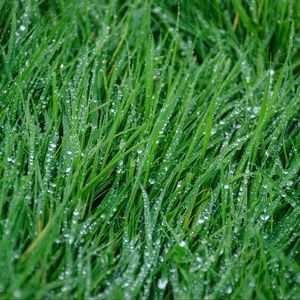 Preview wallpaper grass, rain, drops, macro