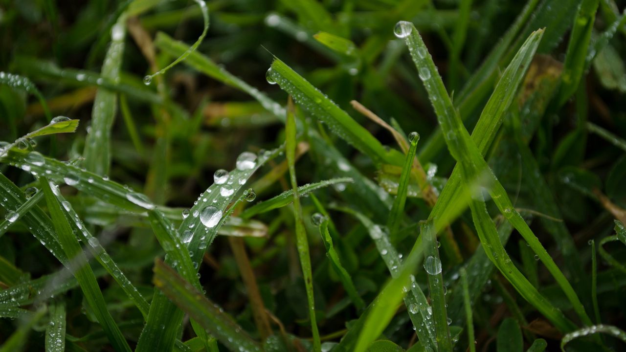 Wallpaper grass, rain, macro, drops