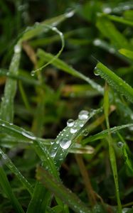 Preview wallpaper grass, rain, macro, drops