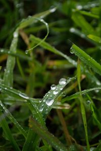Preview wallpaper grass, rain, macro, drops