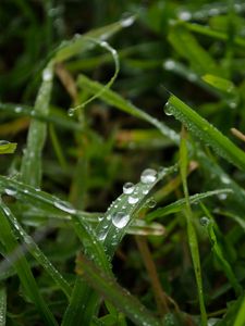 Preview wallpaper grass, rain, macro, drops