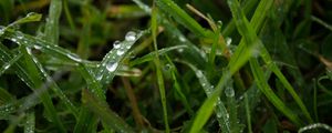 Preview wallpaper grass, rain, macro, drops