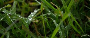Preview wallpaper grass, rain, macro, drops