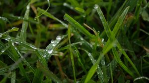 Preview wallpaper grass, rain, macro, drops