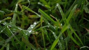 Preview wallpaper grass, rain, macro, drops