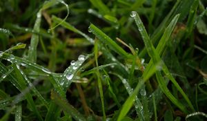 Preview wallpaper grass, rain, macro, drops