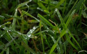 Preview wallpaper grass, rain, macro, drops