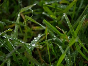 Preview wallpaper grass, rain, macro, drops