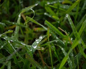 Preview wallpaper grass, rain, macro, drops