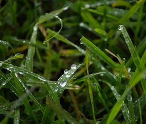 Preview wallpaper grass, rain, macro, drops