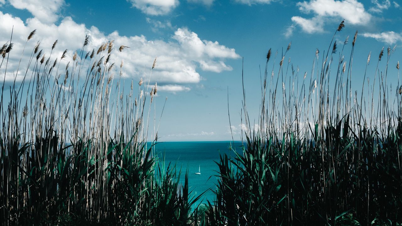 Wallpaper grass, reed, shore, sea, clouds