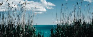 Preview wallpaper grass, reed, shore, sea, clouds