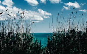 Preview wallpaper grass, reed, shore, sea, clouds