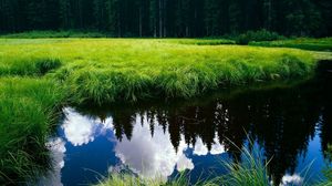 Preview wallpaper grass, reflection, pond