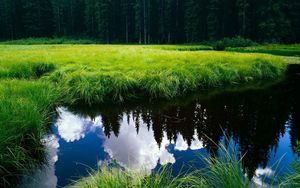 Preview wallpaper grass, reflection, pond