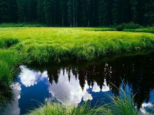 Preview wallpaper grass, reflection, pond