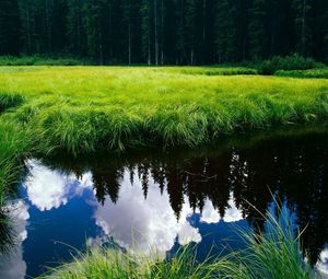 Preview wallpaper grass, reflection, pond