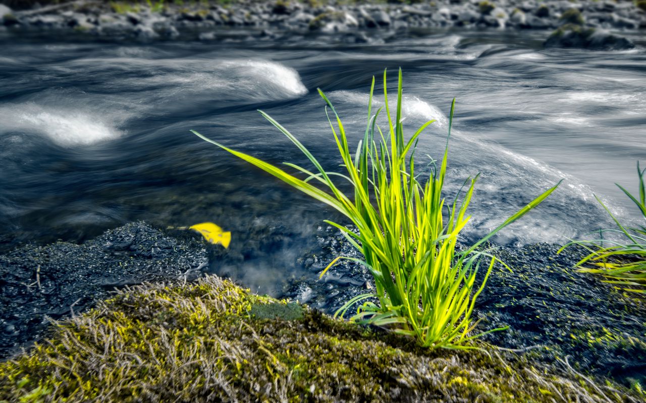 1280x800 Wallpaper grass, river, greenery, nature