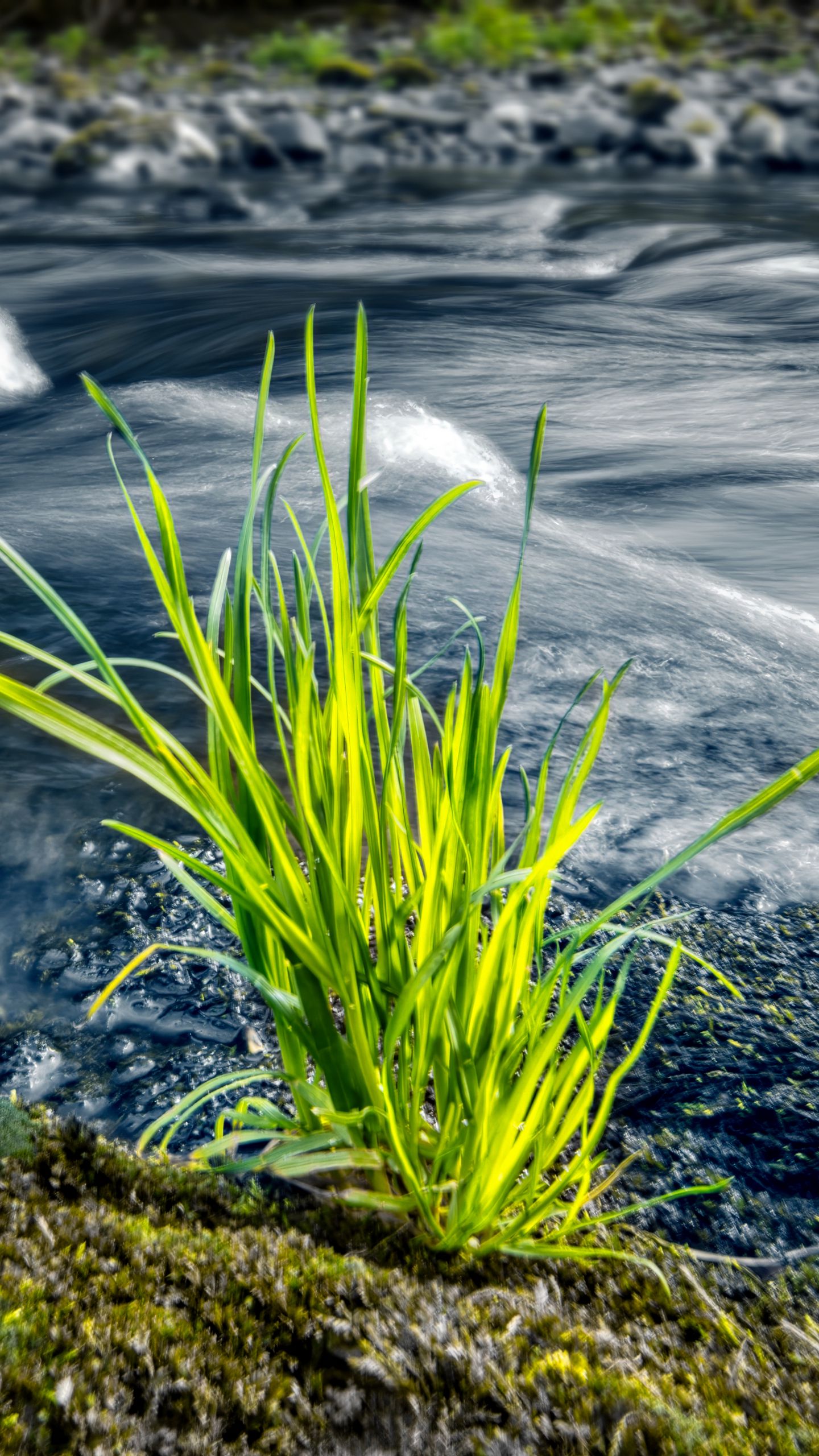 1440x2560 Wallpaper grass, river, greenery, nature