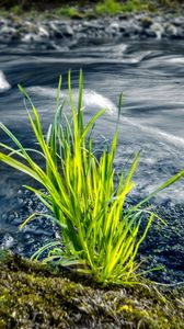 Preview wallpaper grass, river, greenery, nature