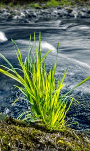 Preview wallpaper grass, river, greenery, nature
