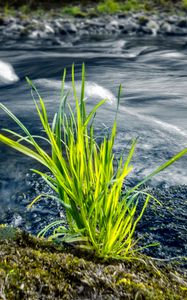 Preview wallpaper grass, river, greenery, nature