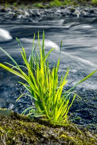 Preview wallpaper grass, river, greenery, nature