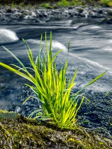 Preview wallpaper grass, river, greenery, nature