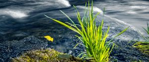 Preview wallpaper grass, river, greenery, nature
