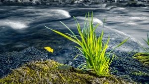 Preview wallpaper grass, river, greenery, nature