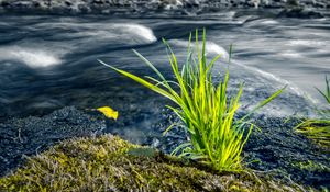 Preview wallpaper grass, river, greenery, nature