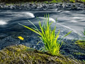 Preview wallpaper grass, river, greenery, nature
