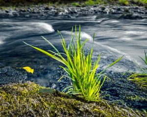 Preview wallpaper grass, river, greenery, nature
