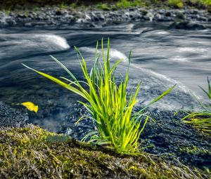 Preview wallpaper grass, river, greenery, nature