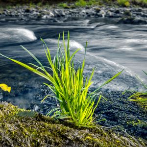 Preview wallpaper grass, river, greenery, nature