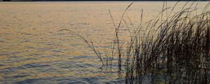 Preview wallpaper grass, river, sky, wind