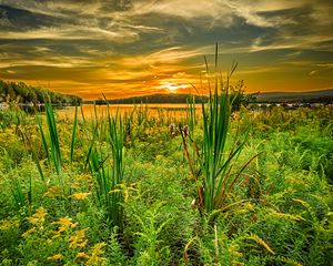 Preview wallpaper grass, river, sunset, horizon, summer