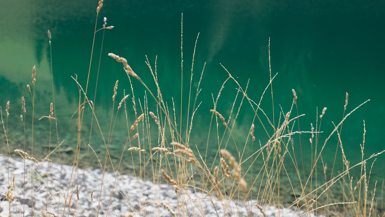 Wallpaper grass, river, water, shore, nature