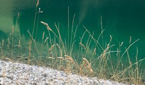 Preview wallpaper grass, river, water, shore, nature