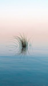 Preview wallpaper grass, river, water, reflection, ripples