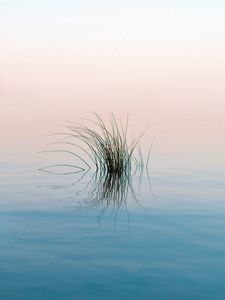 Preview wallpaper grass, river, water, reflection, ripples