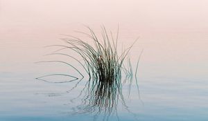Preview wallpaper grass, river, water, reflection, ripples