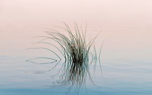 Preview wallpaper grass, river, water, reflection, ripples