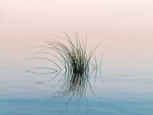 Preview wallpaper grass, river, water, reflection, ripples