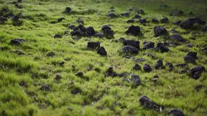 Preview wallpaper grass, rocks, nature, summer