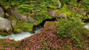 Preview wallpaper grass, rocks, trees, summer, flowers