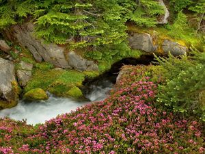 Preview wallpaper grass, rocks, trees, summer, flowers