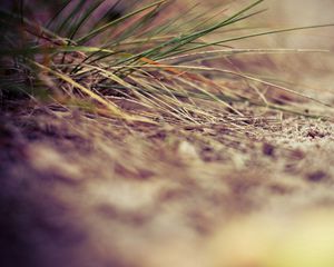 Preview wallpaper grass, sand, close-up